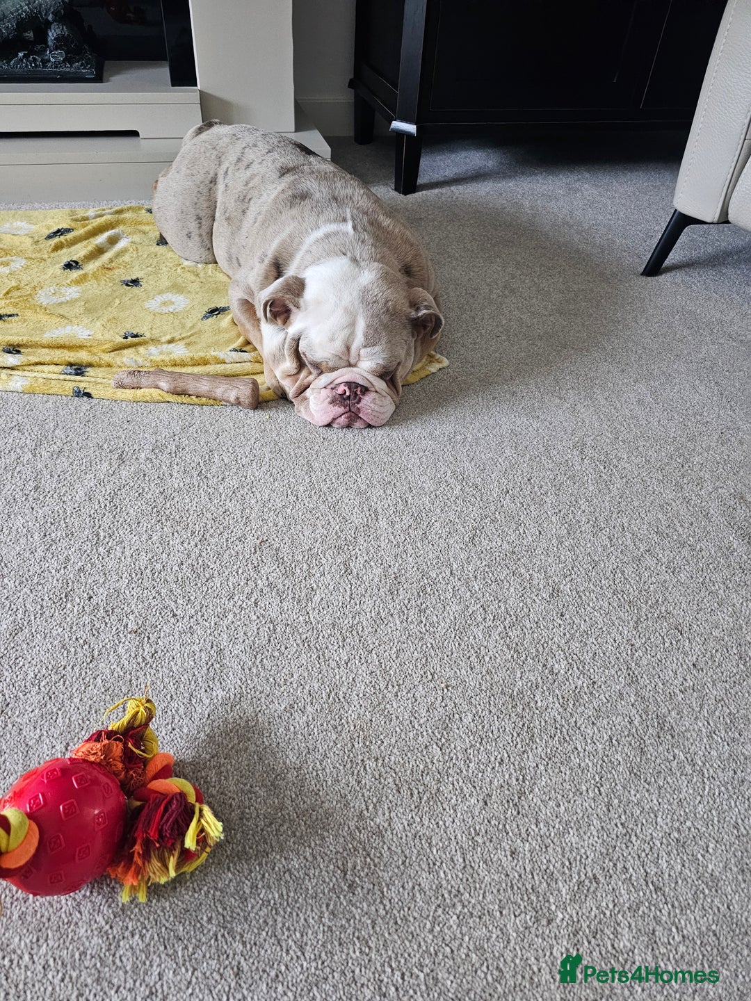 Mixed Breed dogs for sale: English Bull Dog (Lilac Merle) F1  - Image 5