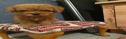 Cavapoo dogs for sale: Cavapoo x Asian poodle puppies  - Advert 14