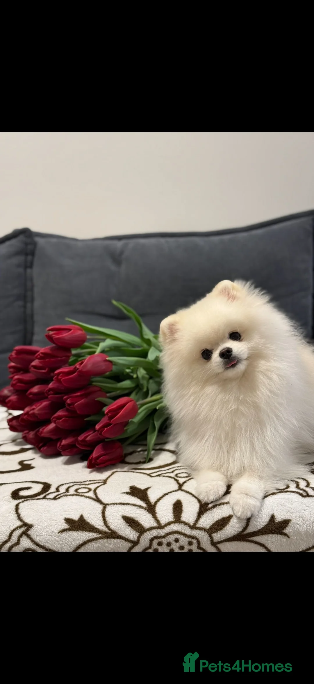 Pomeranian dogs for stud: Pomeranian boy - baby face type.  - Advert 1