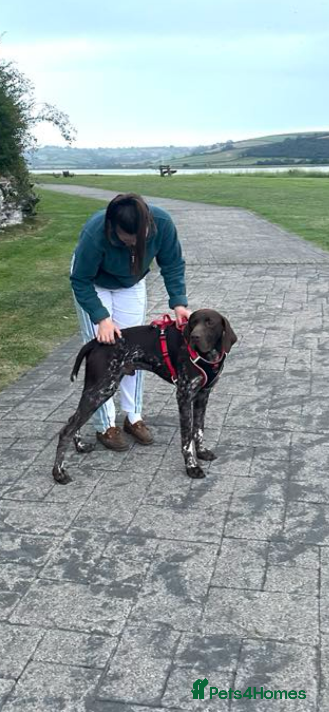 Mixed Breed dogs for sale: Stunning boys and girls available  - Image 19