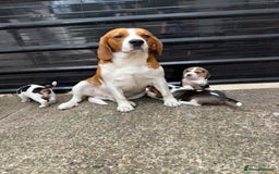 Beagle dogs for sale: Beagle puppies ready soon💕 - Image 3