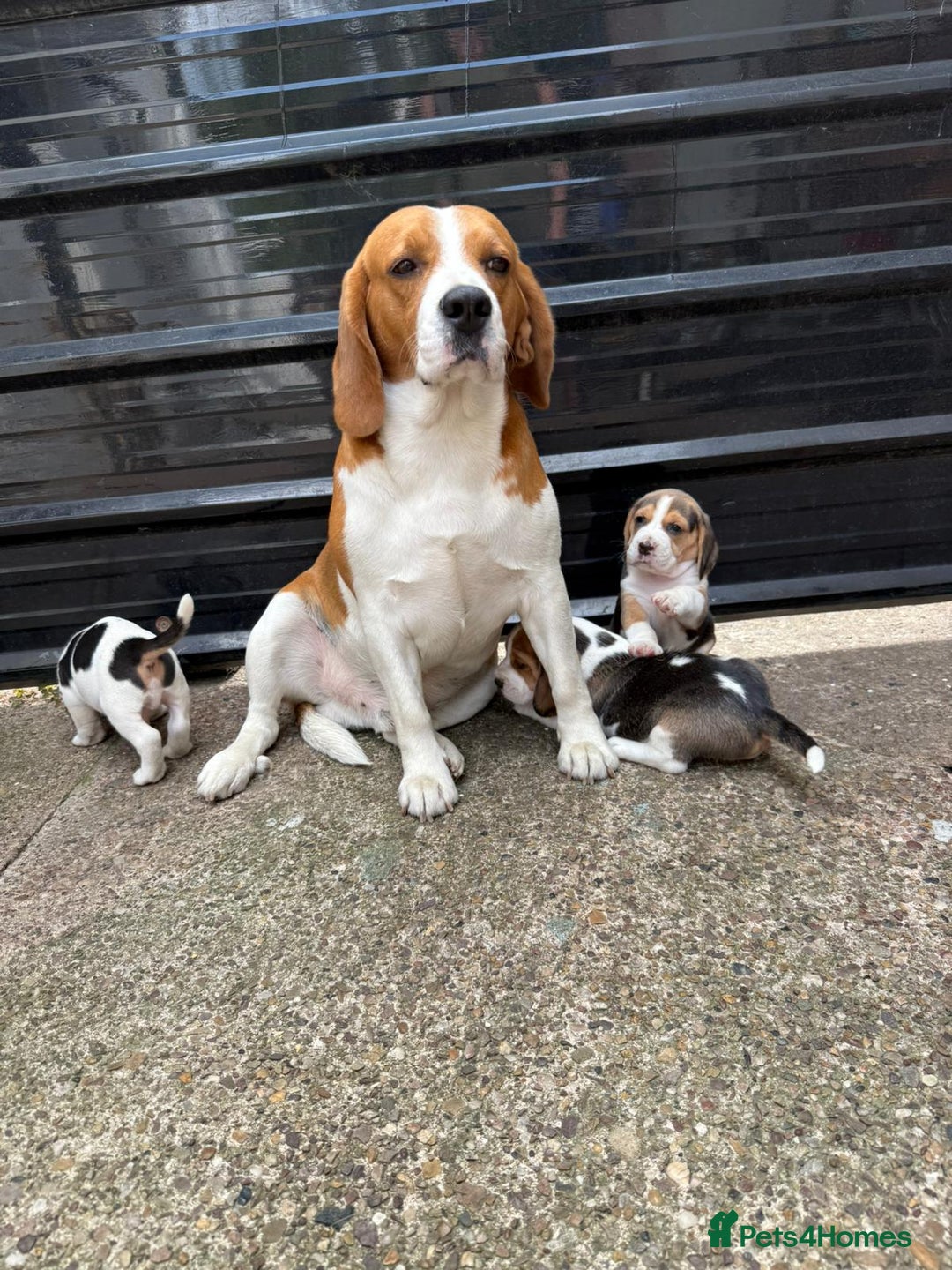 Beagle dogs for sale: Beagle puppies ready soon💕 - Image 3