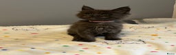 Maine Coon cats for sale: 6 Maine Coon kittens blue colour - Advert 3