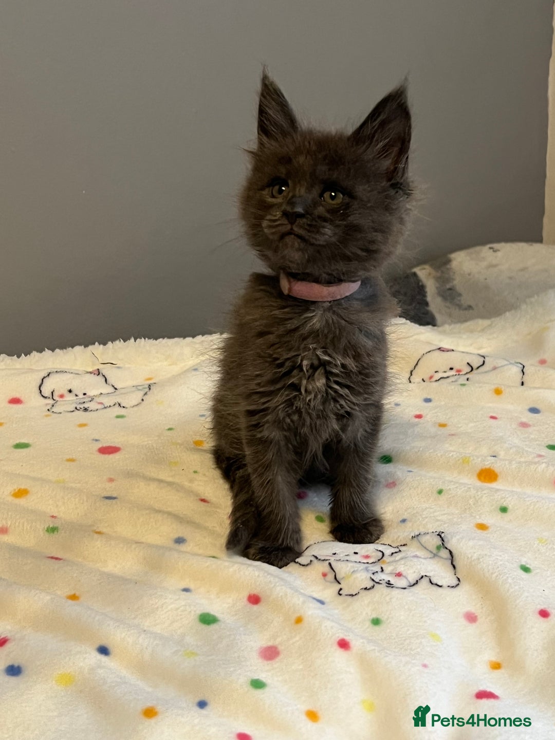 Maine Coon cats for sale: 6 Maine Coon kittens blue colour - Advert 3