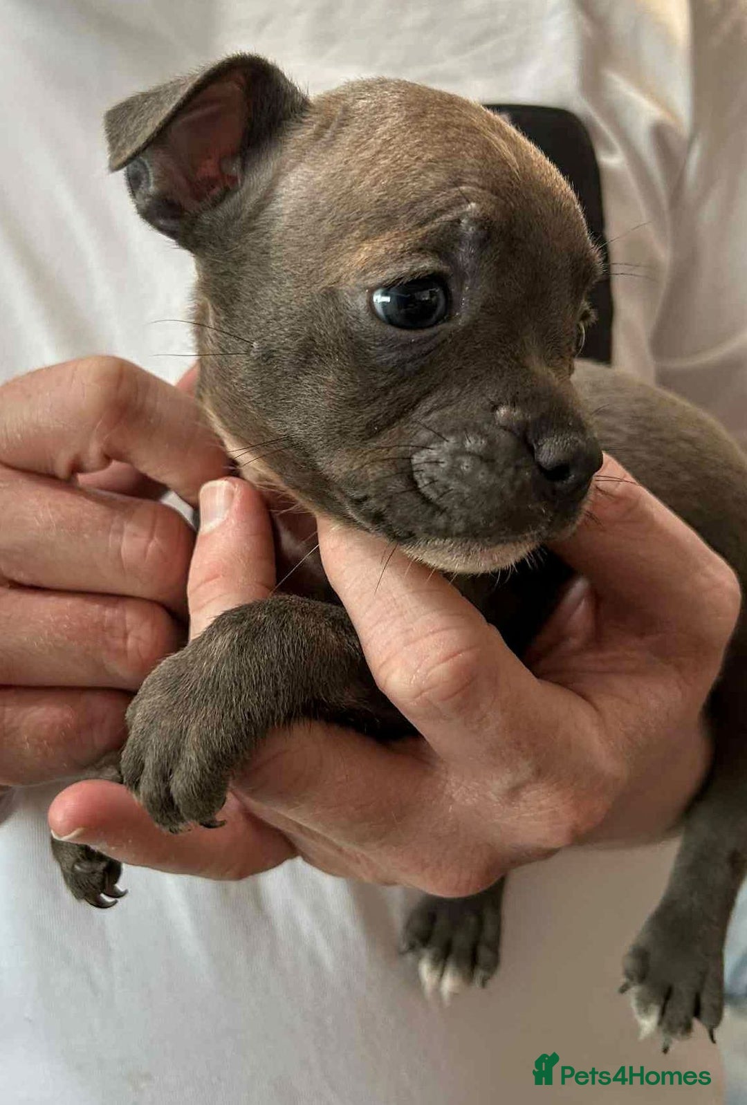 Mixed Breed dogs for sale: French Bulldog x Staffie Puppies - Rare colours - Image 5