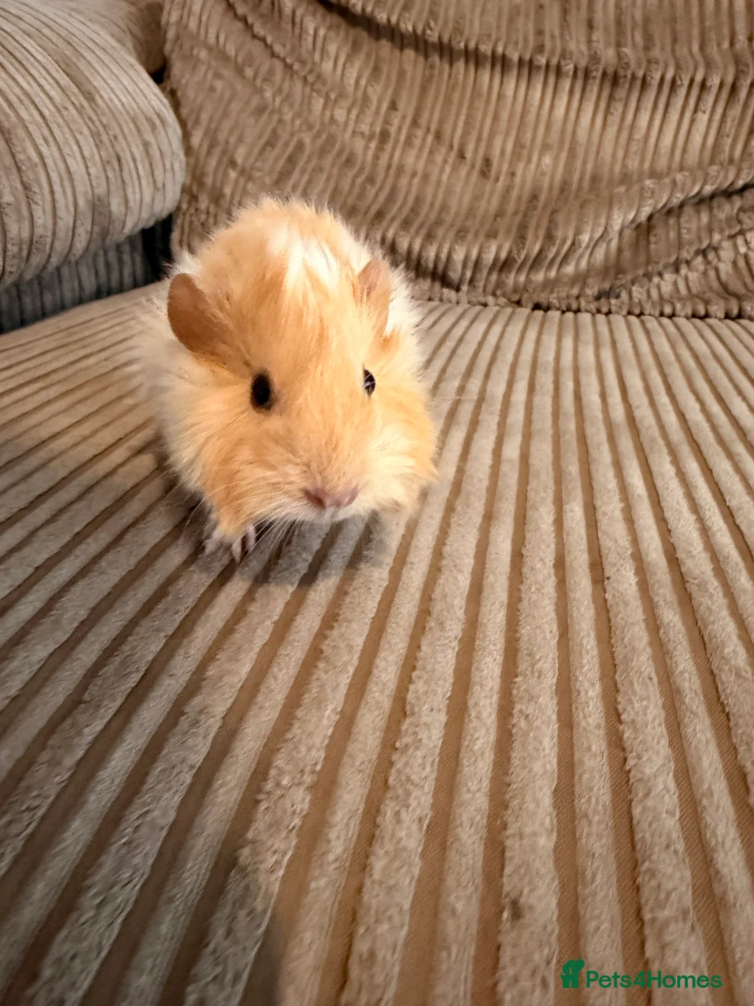 Guinea Pig rodents for sale: Female Abyssinian Guinea pig and her sow offspring - Advert 6