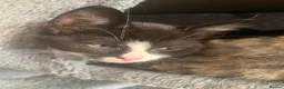 British Shorthair cats for sale: 1 black and white girl left from the litter of 6  - Advert 13