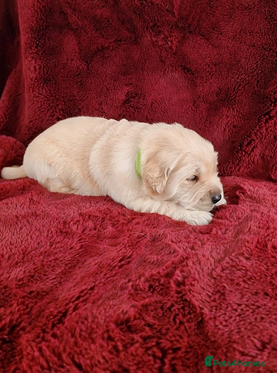 Golden Retriever dogs for sale: KC Registered Golden Retriever Puppies - Advert 9