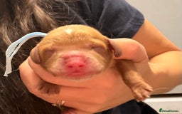 Cavapoo dogs for sale: Tiny deep red toy cavapoo,dna health clear parents - Image 5