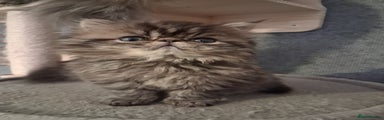 Persian Kitten 1