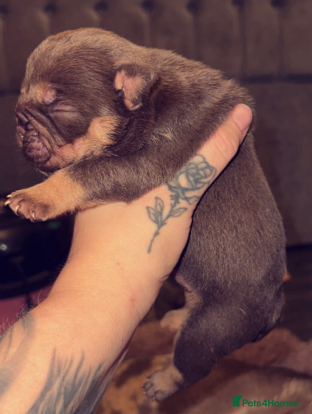 English Bulldog dogs for stud: Red Bulldog Stud - Image 10