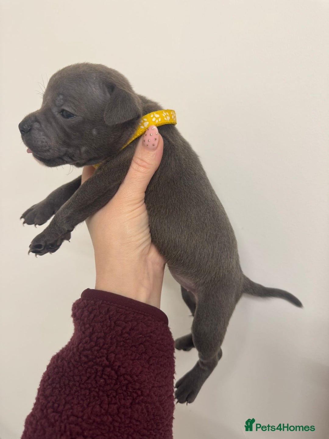 Staffordshire Bull Terrier dogs for sale:  KC Registered Staffordshire Bull Terrier Puppies - Advert 16
