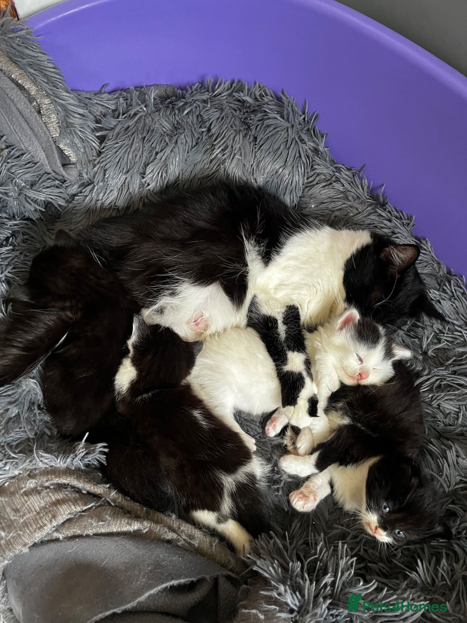 British Longhair cats Beautiful Kittens  - Advert 5