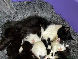 British Longhair cats Beautiful Kittens - Advert 4