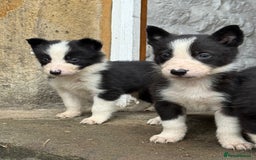 Border Collie dogs for sale: 3 gorgeous border collie puppies  - Image 4