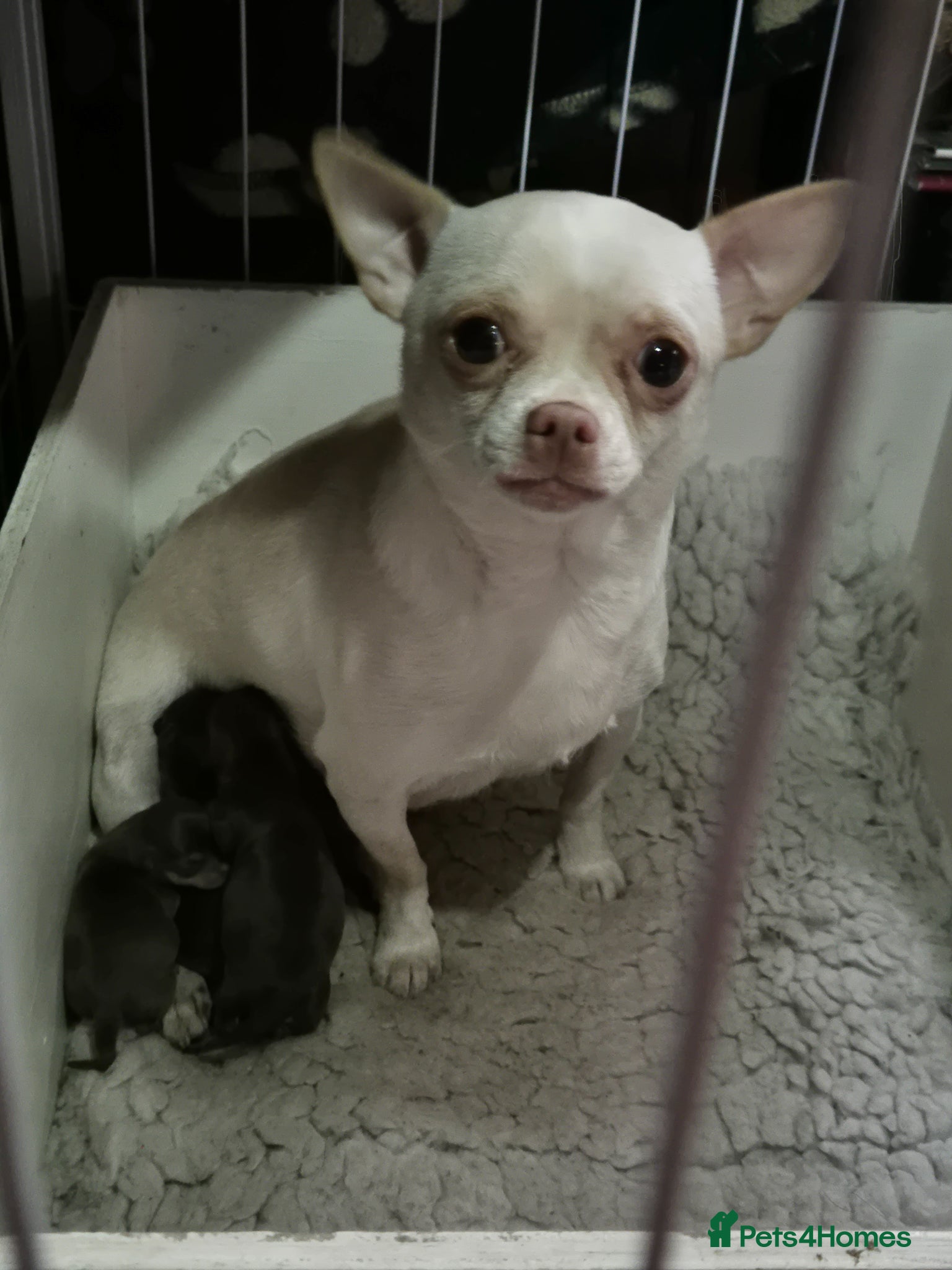 Chihuahua dogs Chihuahua Puppies - Advert 1