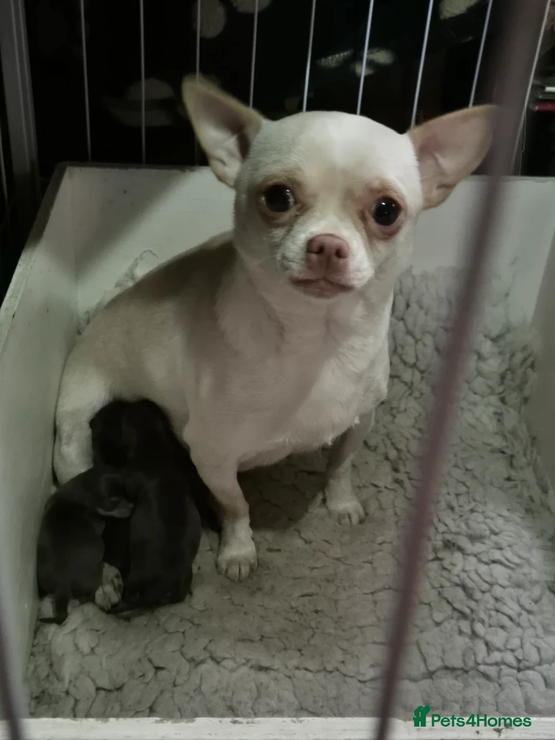 Chihuahua dogs for sale: Chihuahua Puppies - Advert 1