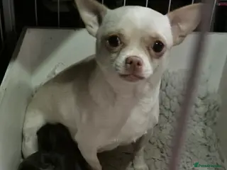 Chihuahua dogs Chihuahua Puppies - Advert 1