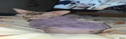 Sphynx cats for sale: Young Female Sphynx  - Advert 6