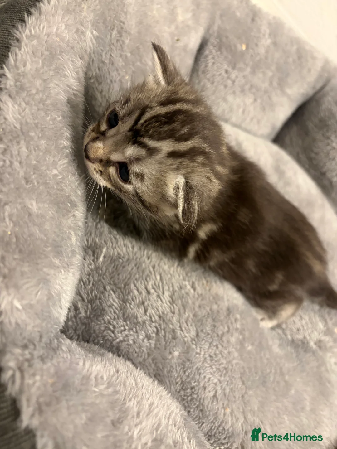 Bengal cats for sale: 3 beautiful kittens  - Advert 15