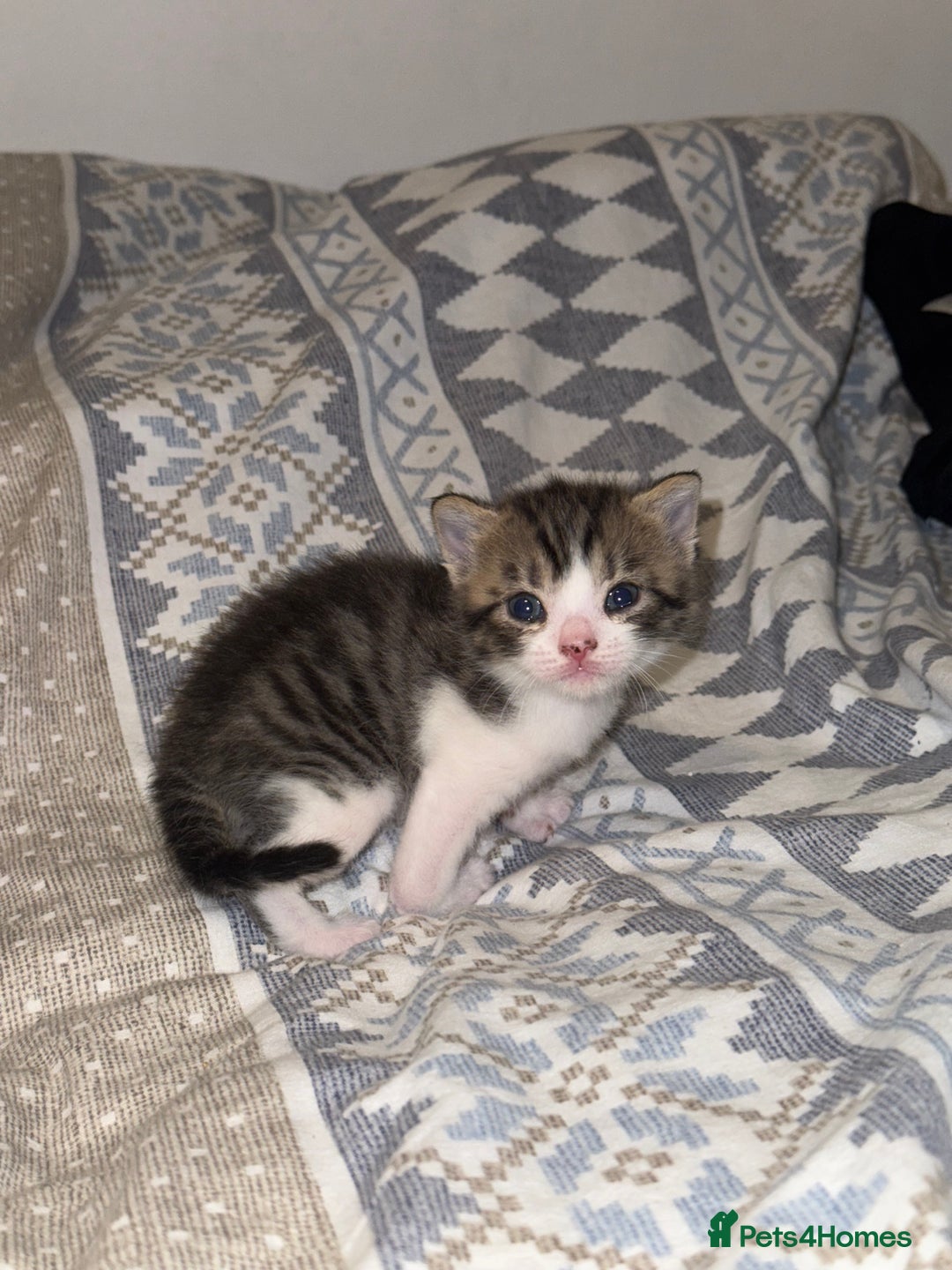 Domestic Shorthair cats for sale: Our babies looking for their forever lovely home - Image 28