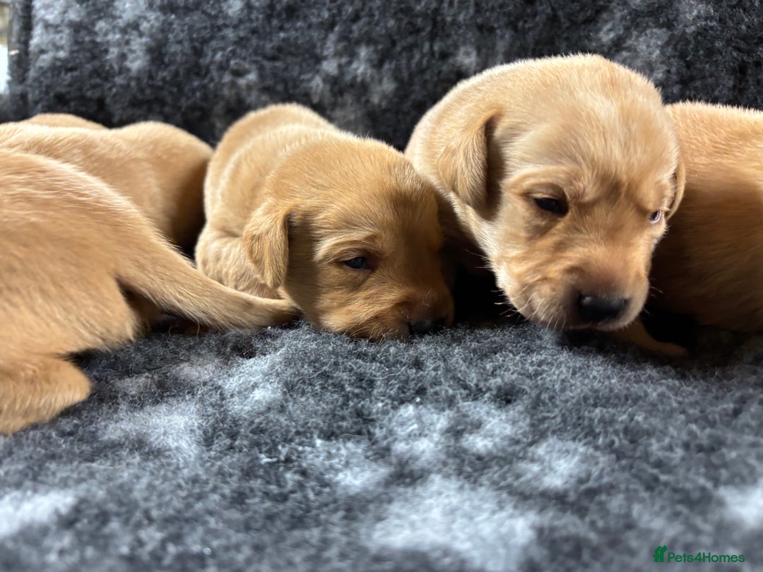 Labrador Retriever dogs for sale: KC Registered Yellow/Fox Red Labradors - Image 5