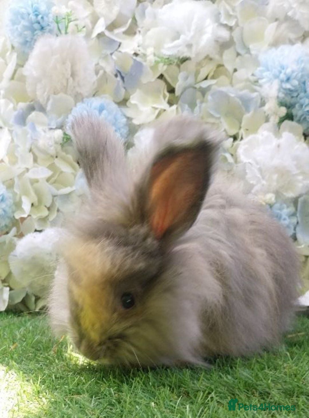 Angora rabbits Beautiful Angora Ready Now  - Advert 2