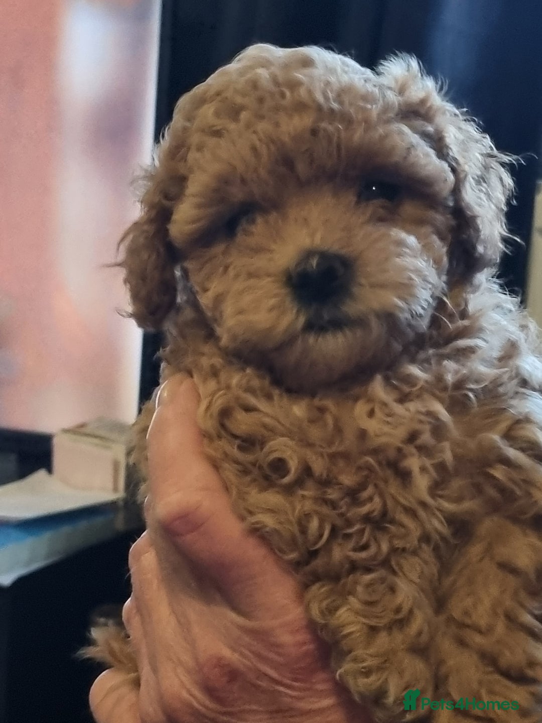 Maltipoo dogs for sale: Maltipoo girl  - Advert 4
