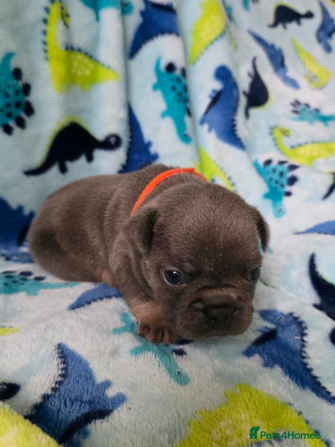 French Bulldog dogs for sale: BEAUTIFUL FRENCH BULLDOG PUPPIES  - Advert 16