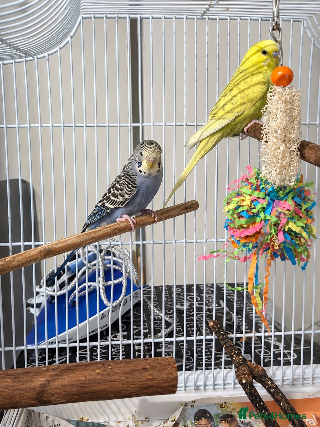 Budgerigars birds for sale: 2 beautiful budgies - Advert 1