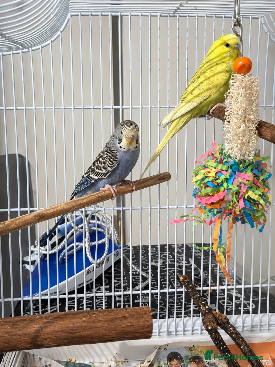 Budgerigars birds for sale: 2 beautiful budgies in Oldbury - Advert 1
