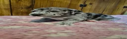 Great Dane dogs for sale: Beautiful KC Registered Great Danes Puppies - Advert 6