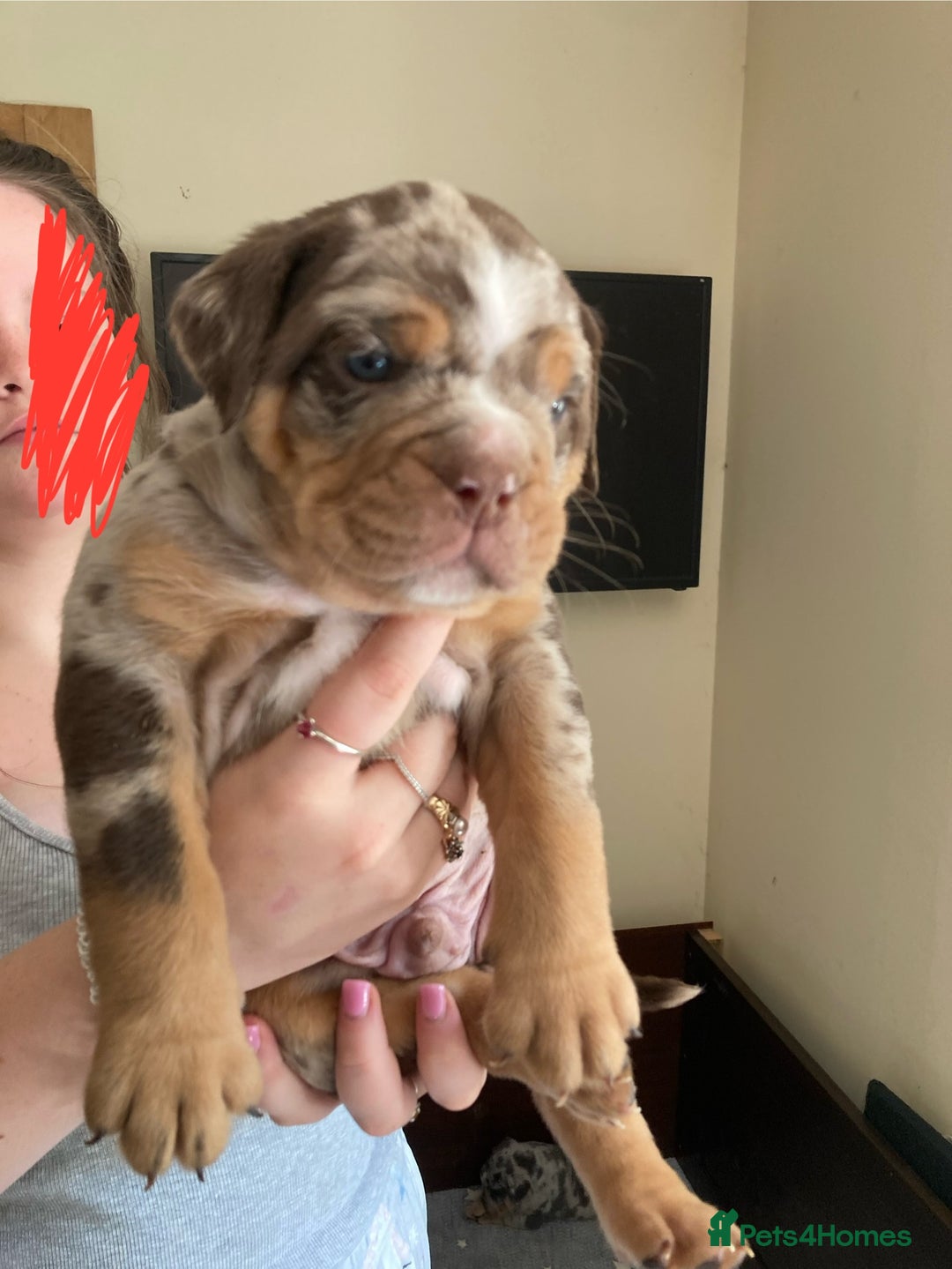 Olde English Bulldogge dogs for sale: Old English bulldog puppies - Image 5