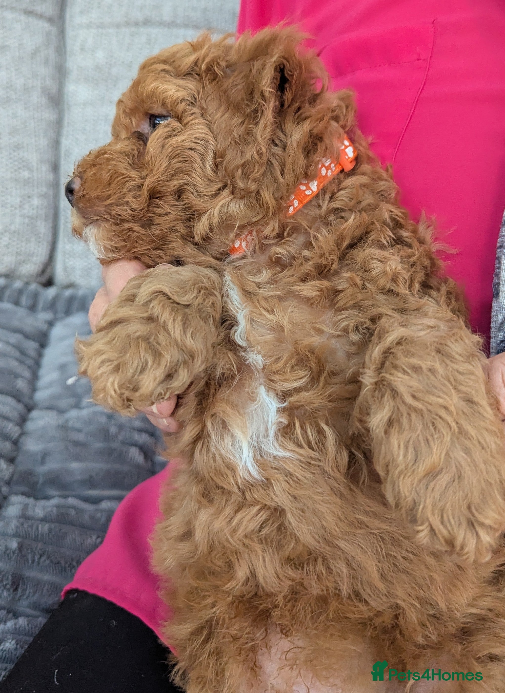 Poochon dogs for sale: Poochon Puppies - Advert 2