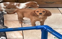 Cavalier King Charles Spaniel dogs for sale: Stunning girls and boys - Image 4