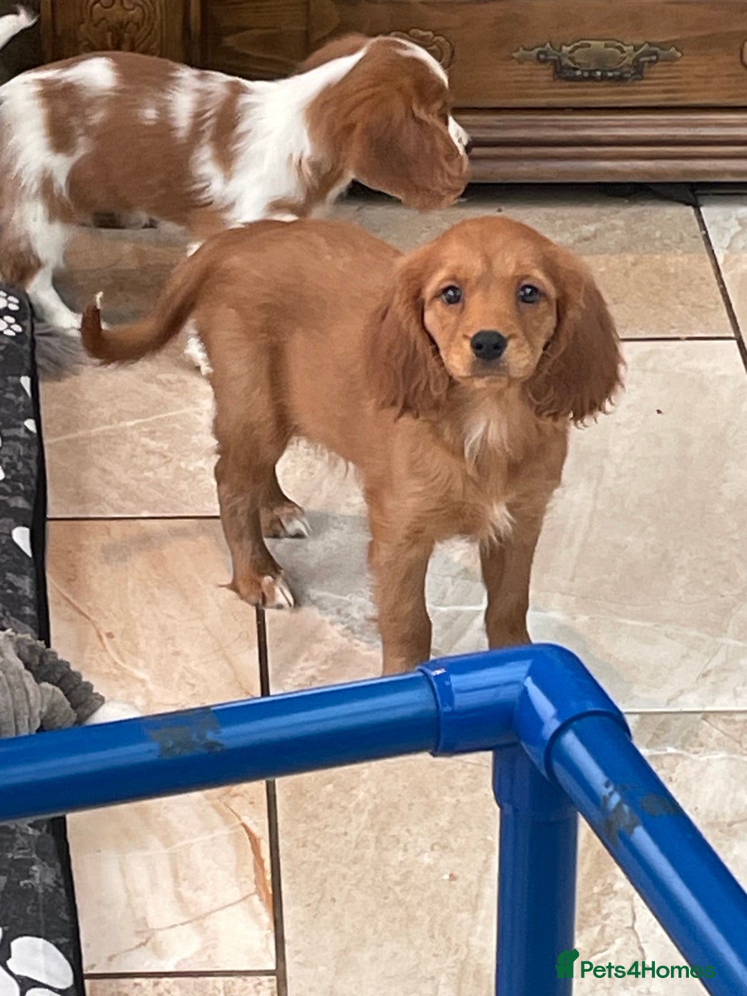 Cavalier King Charles Spaniel dogs for sale: Stunning girls and boys - Image 4