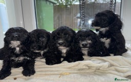 Sproodle dogs for sale: Beautiful Sproodle pups  - Image 1