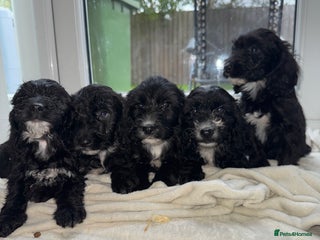 Sproodle dogs - Advert 25