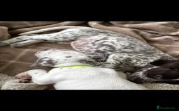 Mixed Breed dogs for sale:  Dalmaspoodles! Dalmation X springer/poodle pups - Image 15