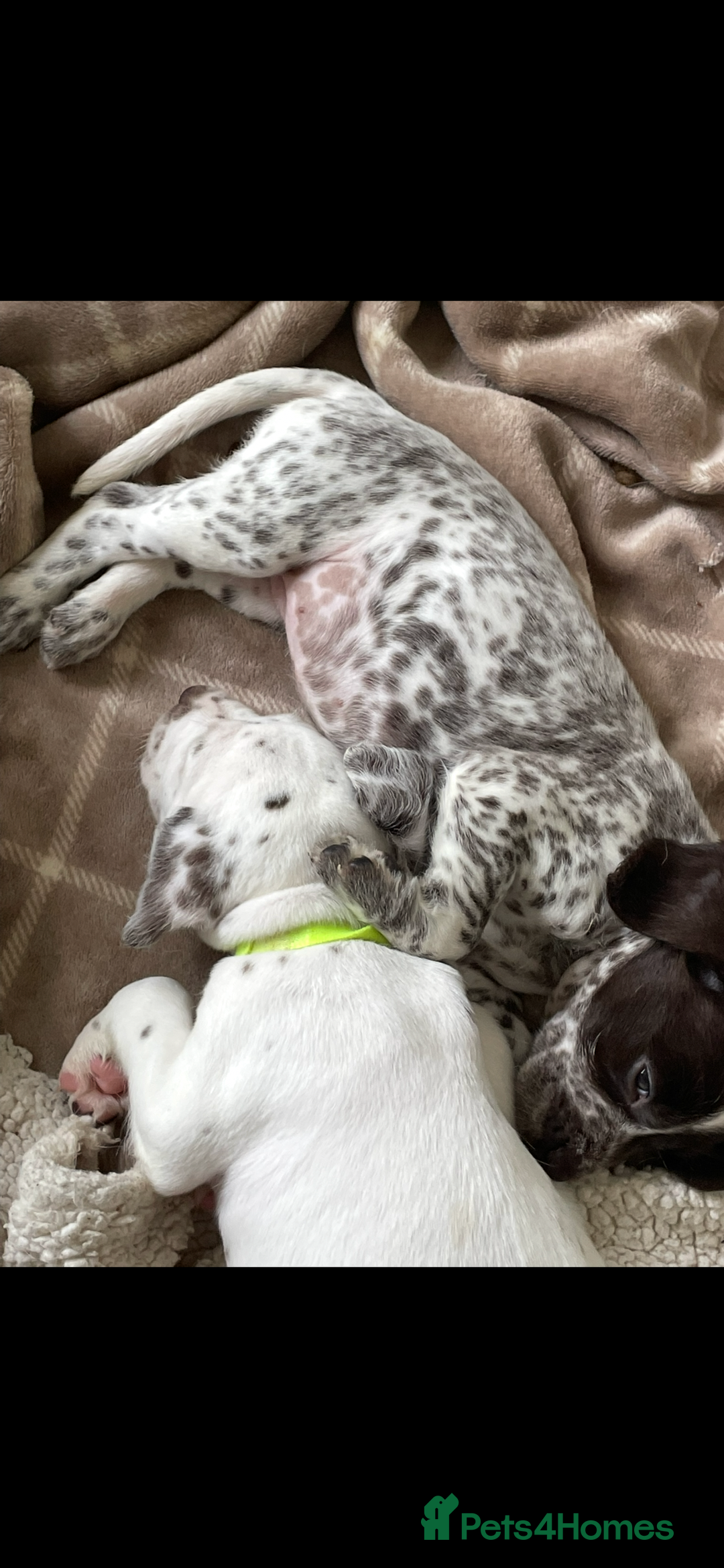 Mixed Breed dogs for sale:  Dalmaspoodles! Dalmation X springer/poodle pups - Image 15