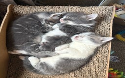Mixed Breed cats for sale: Grey male kittens ready now  - Image 1