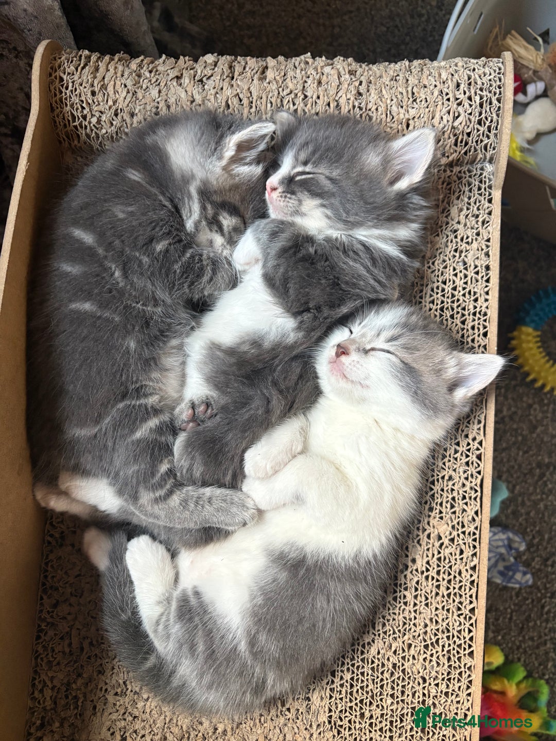Mixed Breed cats for sale: Grey male kittens ready now  - Image 1