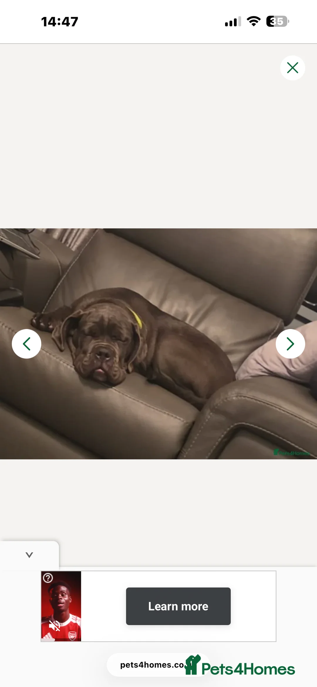 Cane Corso dogs for sale: Female 7 months old Cane Corso Pup in Morecambe - Advert 6