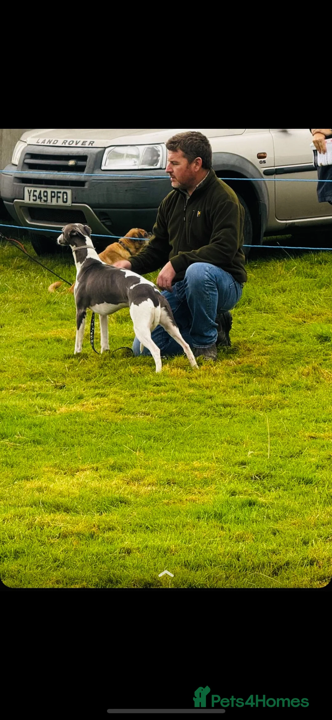 Whippet dogs for stud: DNA health tested Kc reg blue and white whippet in Builth Wells - Advert 6