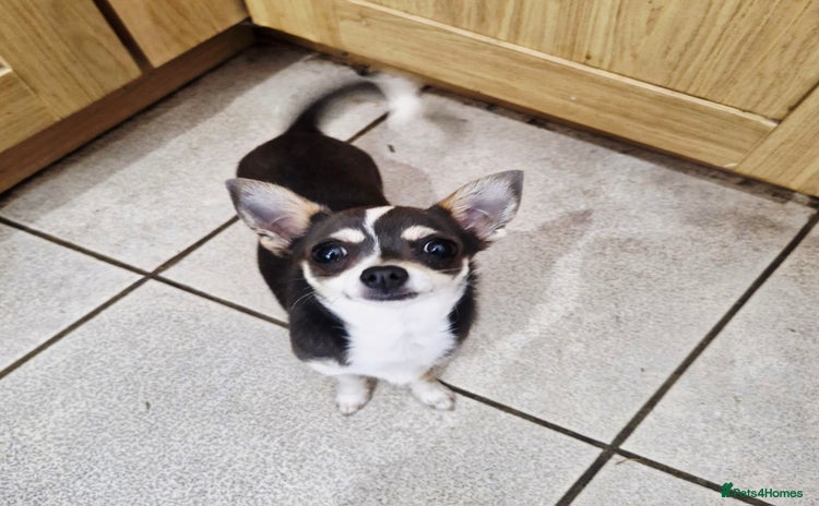 Chihuahua dogs for sale - Advert 1