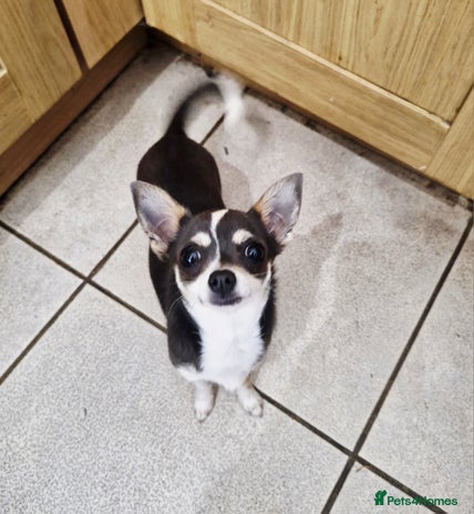 Chihuahua dogs - Advert 2