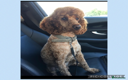 Cockapoo dogs for sale: Ready now F1B Cockapoos  - Advert 8