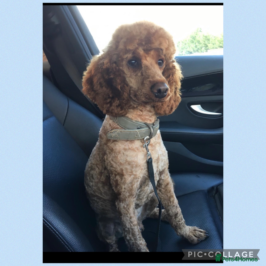 Cockapoo dogs for sale: Ready now F1B Cockapoos  - Advert 8