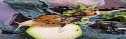 Snails invertebrates for sale: Giant Albino African Land Snail Babies  - Advert 8