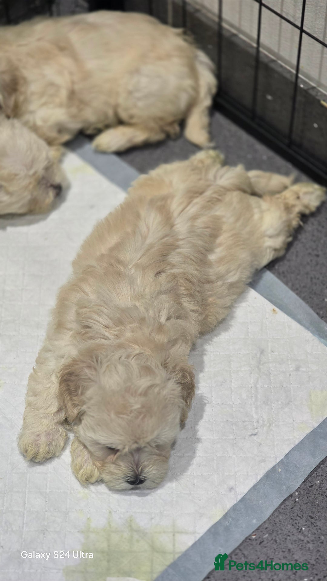 Bichon Frise dogs for sale:  Adorable Bichon puppies 🐶 🩷🩷🩷 - Advert 8